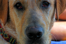 Agresivní psi napadli v Pohořelicích veterináře. Vážně zranili jednu z inspektorek